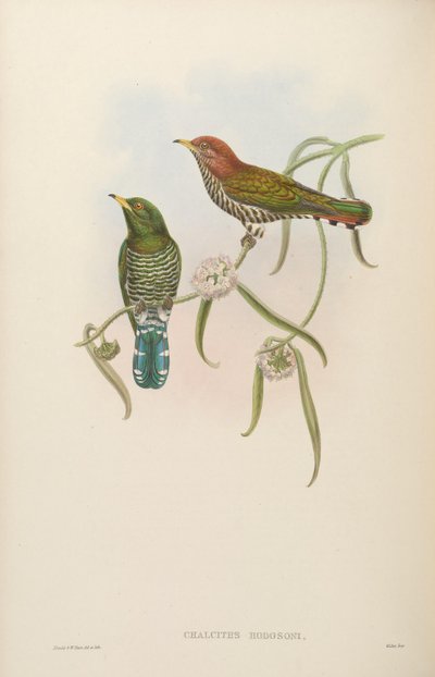 Chalcites hodgsoni by John Gould